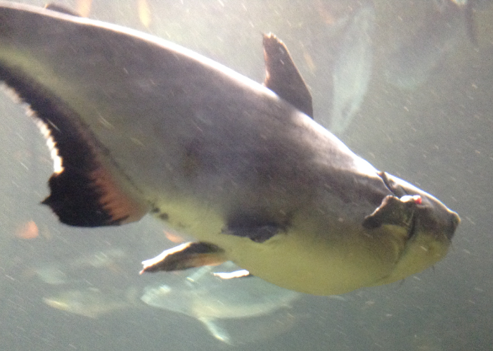 Giant Pangasius