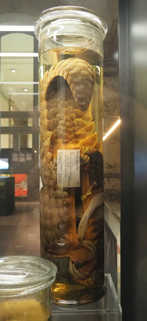 Giant pangolin (Smutsia gigantea) wet specimen, 2021-10-20