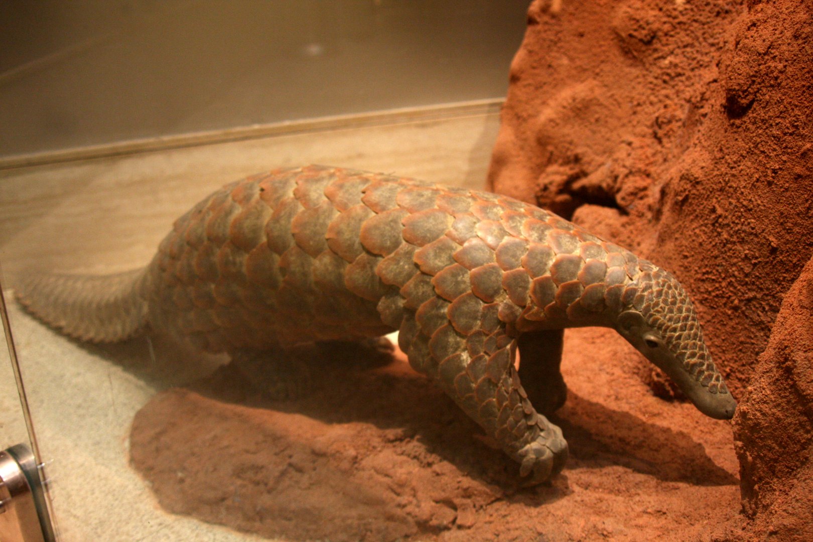 giant pangolin (Smutsia gigantea)