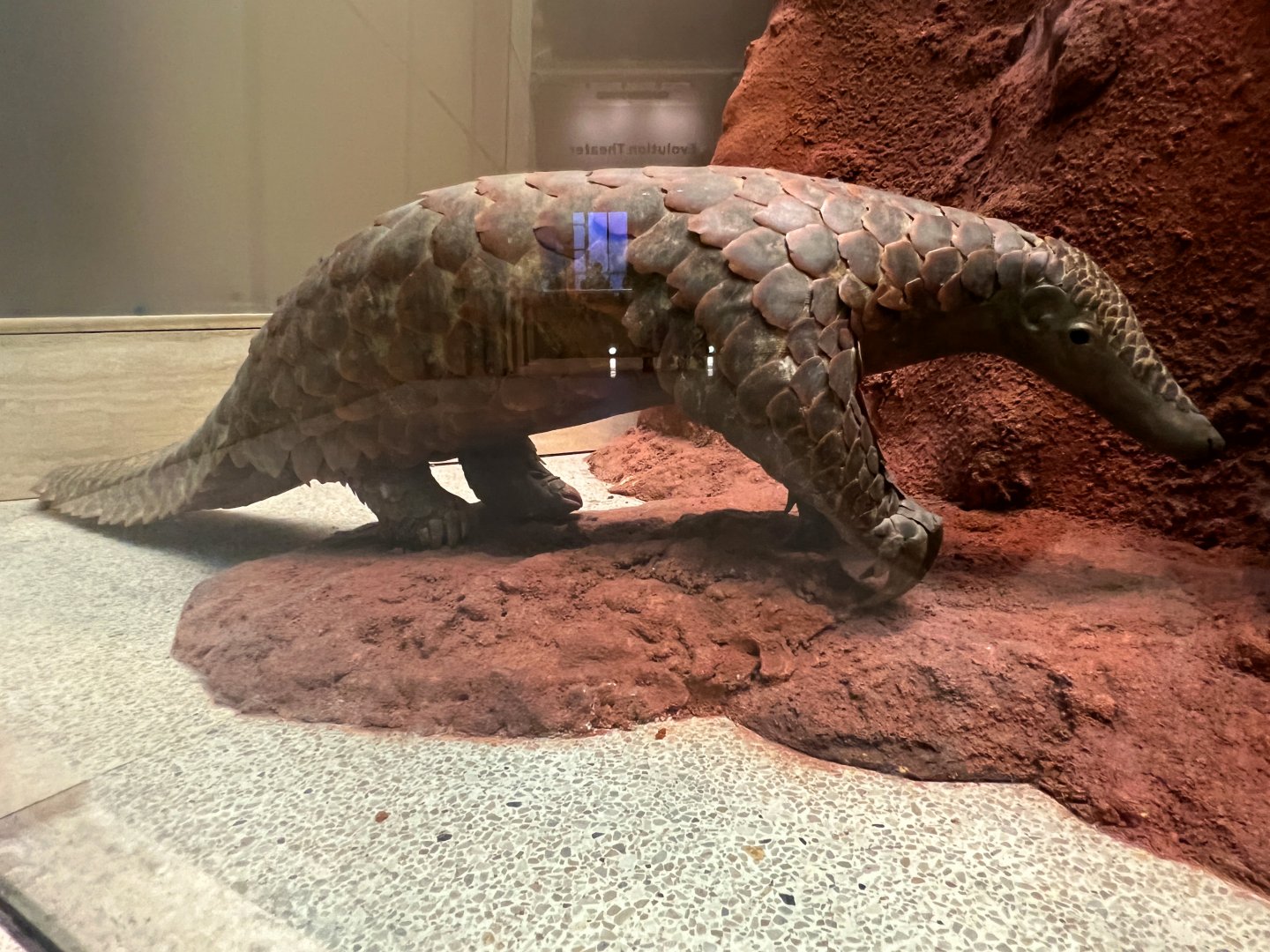 Giant Pangolin