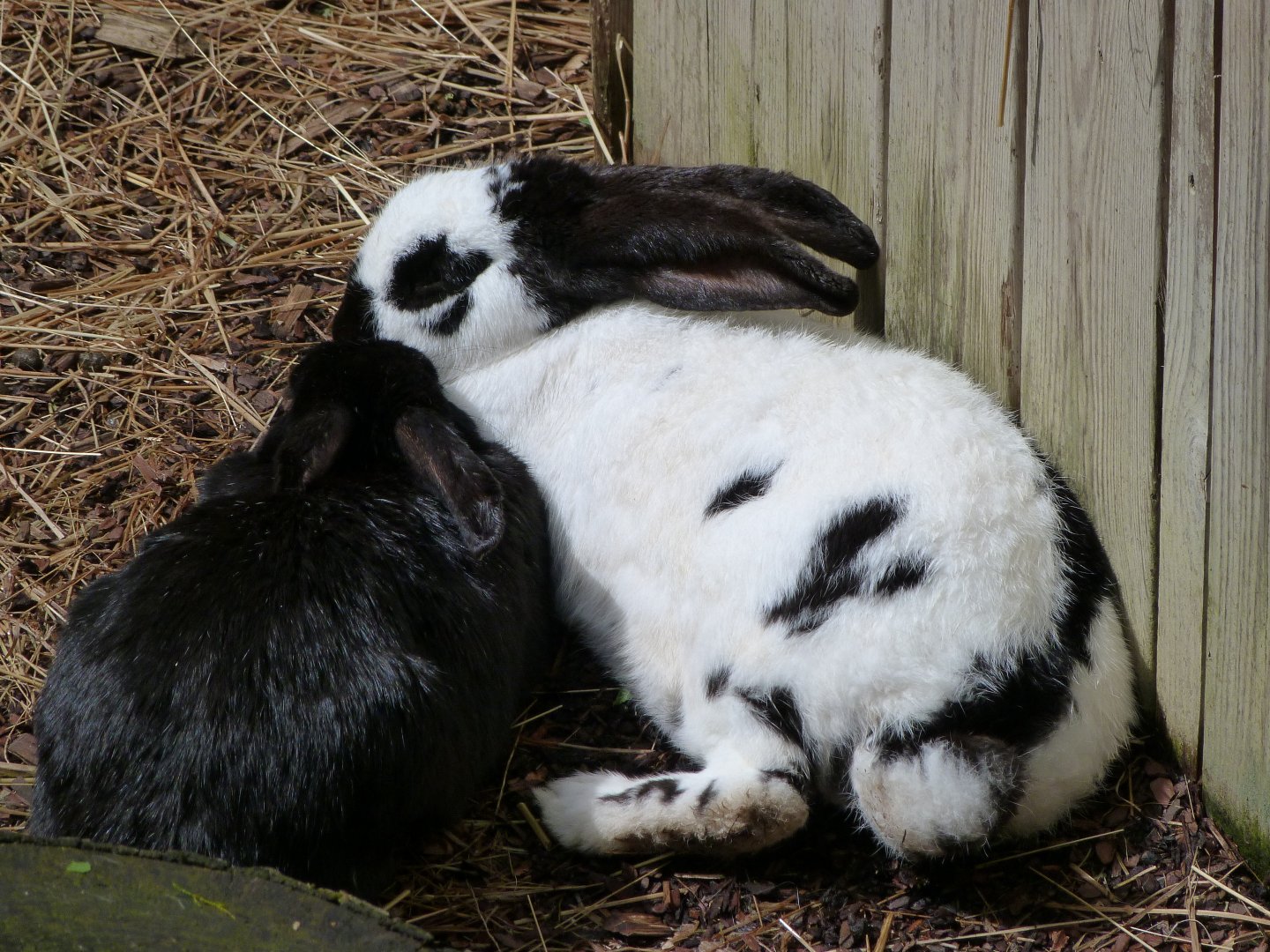 Giant Papillon rabbit -ZooParc de Beauval (2025)