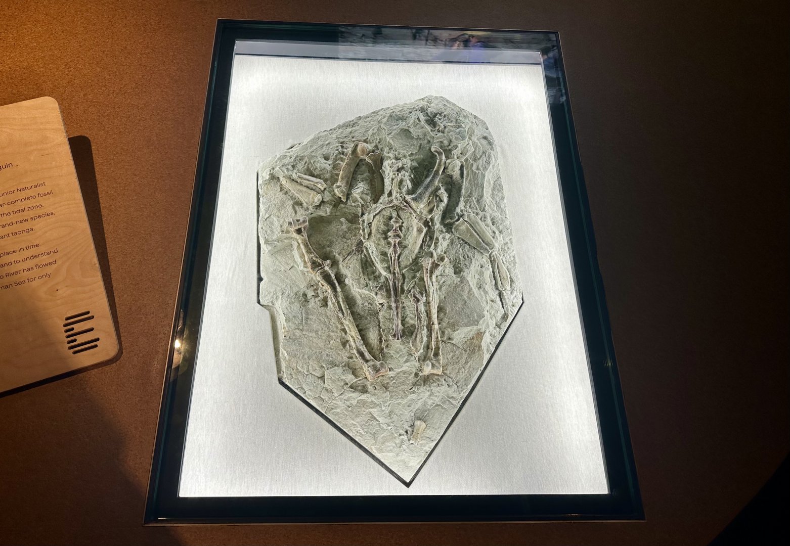 Giant Penguin (Fossil)