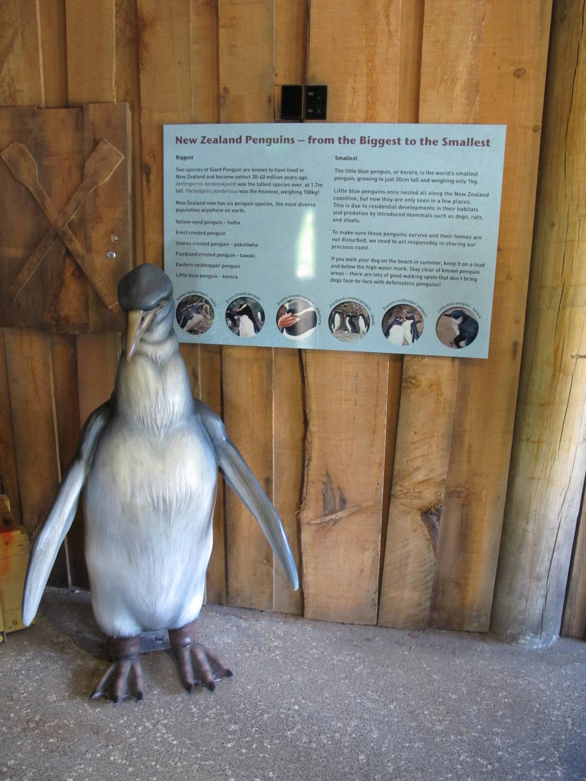 Giant Penguin - Te Wao Nui, Auckland Zoo 2011