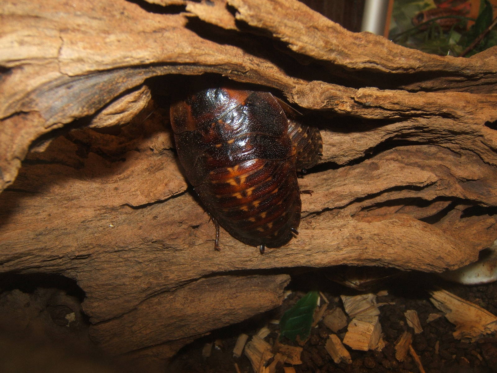 Giant Peppered Cockroach (Archimandrita tesselata)