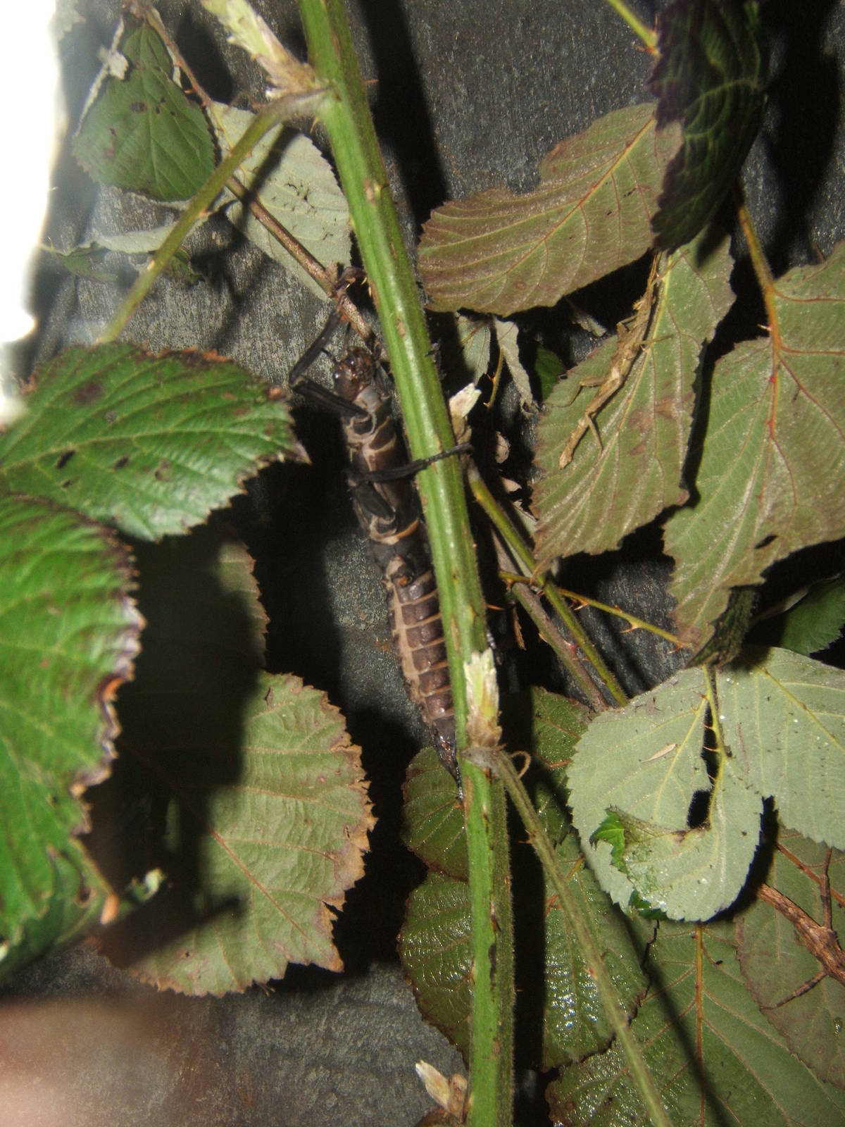 Giant Phillipine Stick Insect (Trachyaretaon brueckneri)