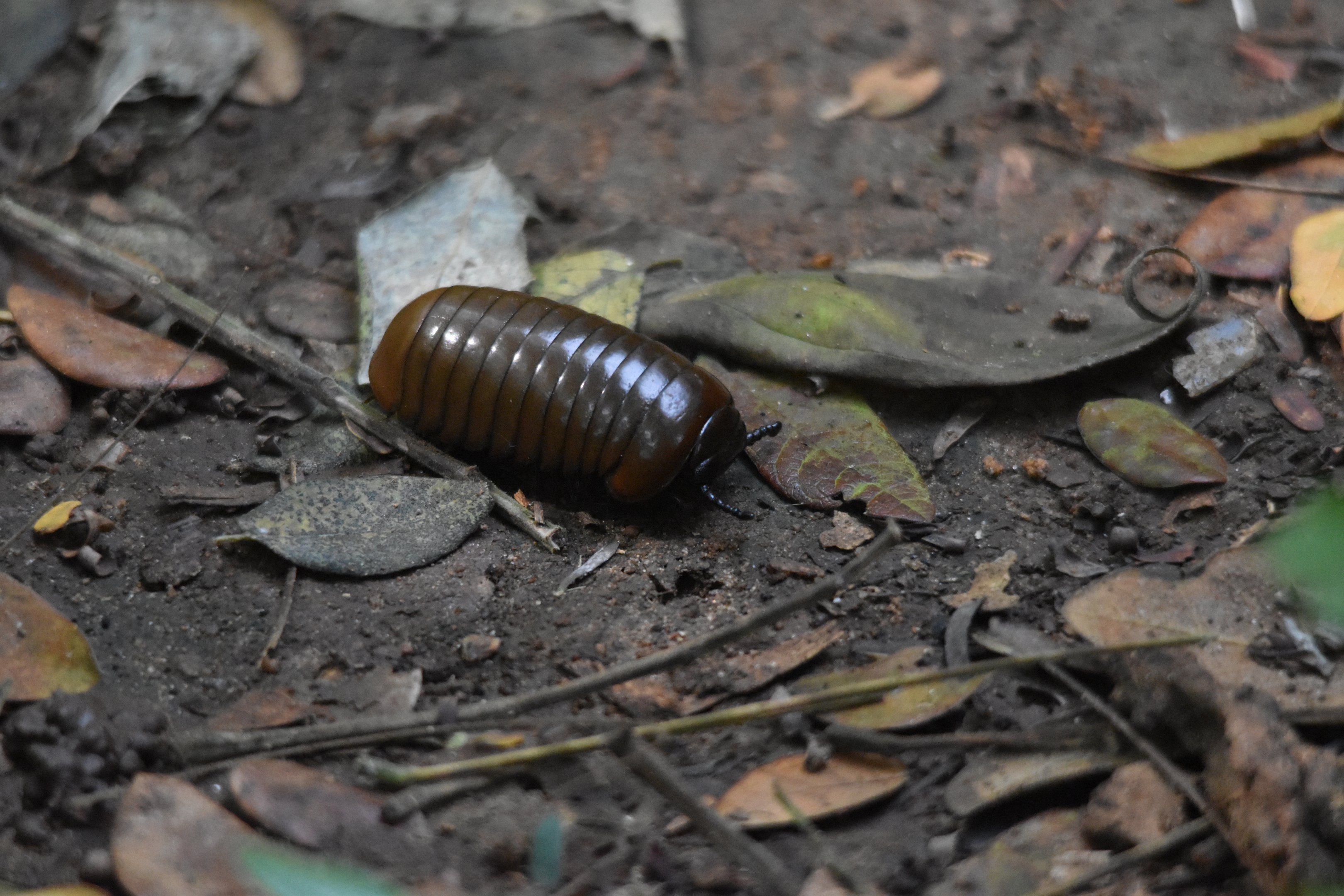 Giant Pill Millipede, Kabini River Lodge, 19th November 2024