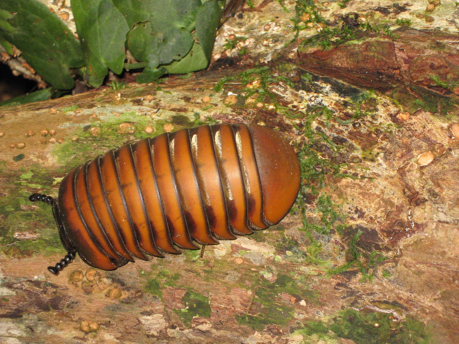 giant pill-millipede