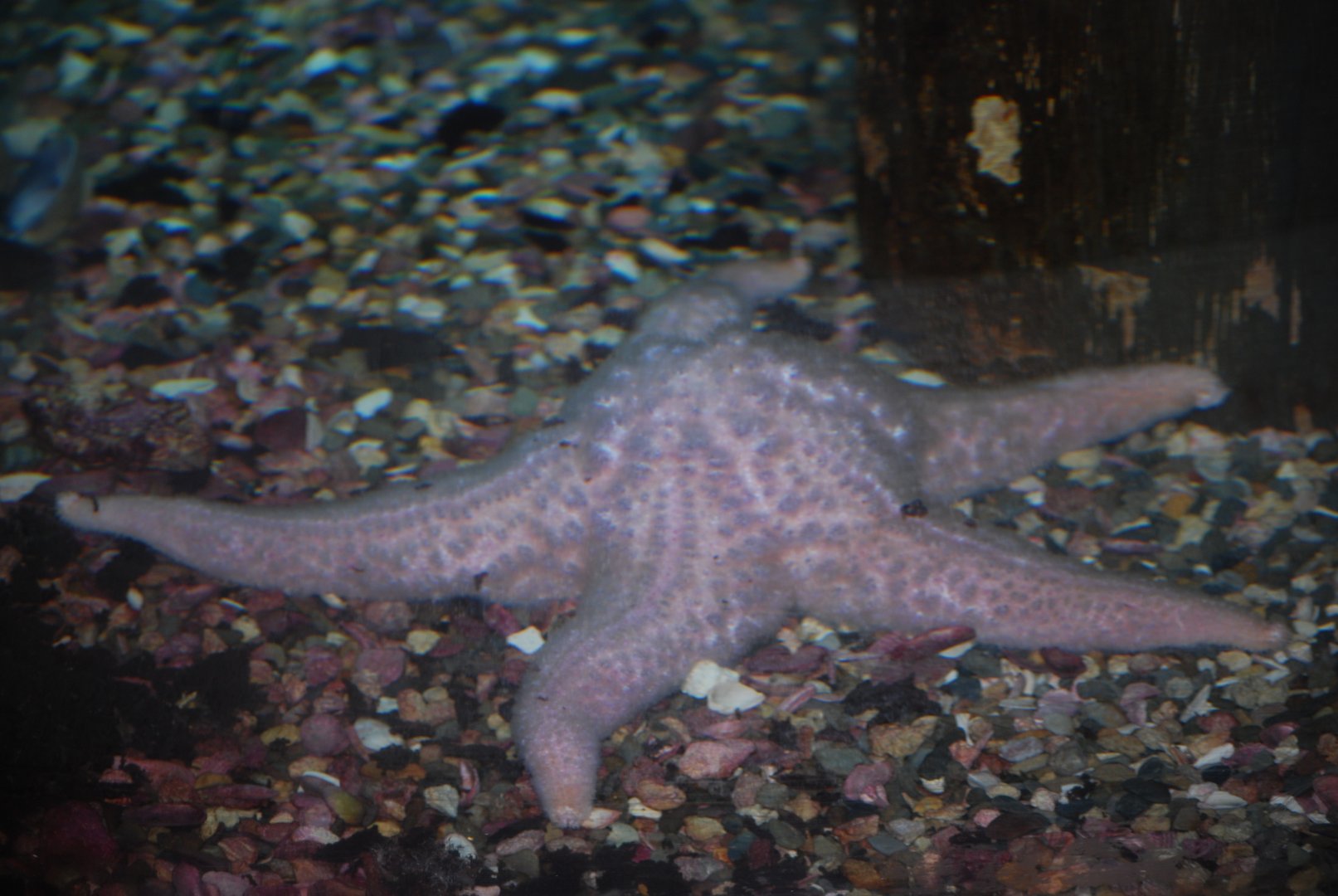 Giant Pink Sea Star
