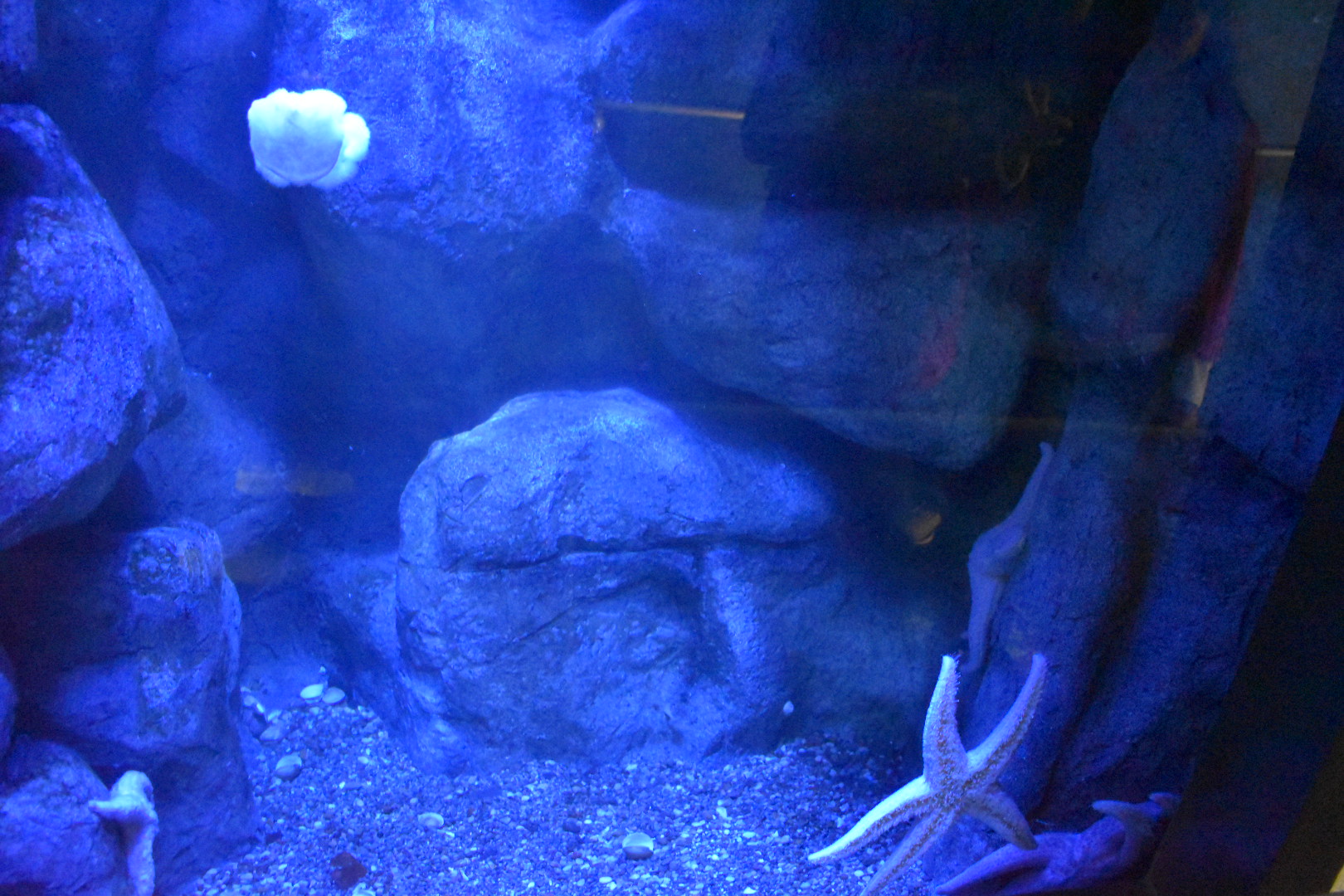 Giant Pink Sea Stars