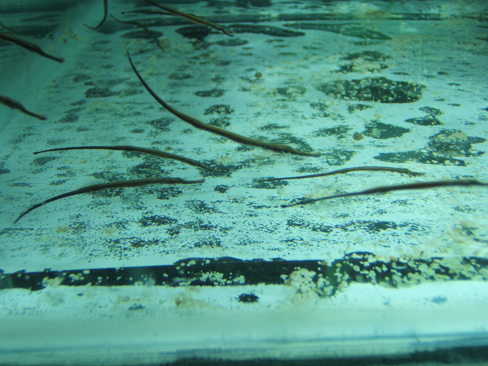 Giant Pipefish young (Doryichthys boaja)