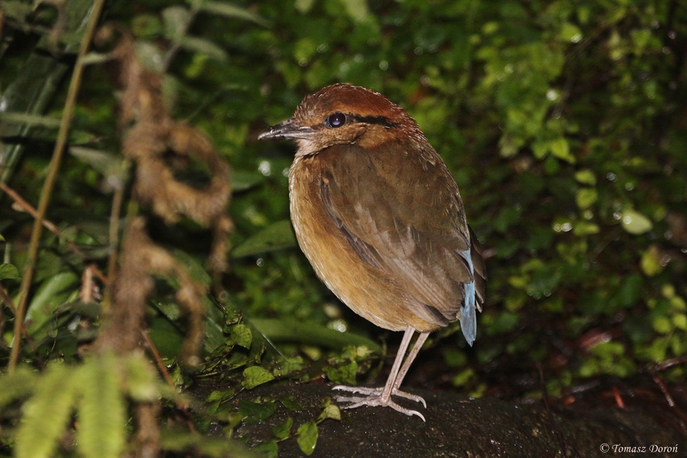 Giant Pitta (Pitta c. caerulea) october 2009