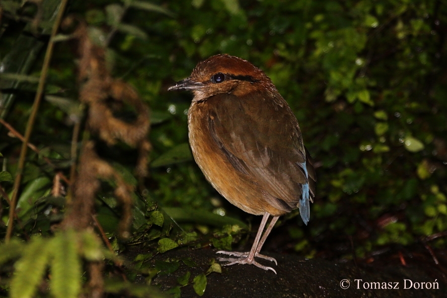 Giant Pitta (Pitta caerulea) - female