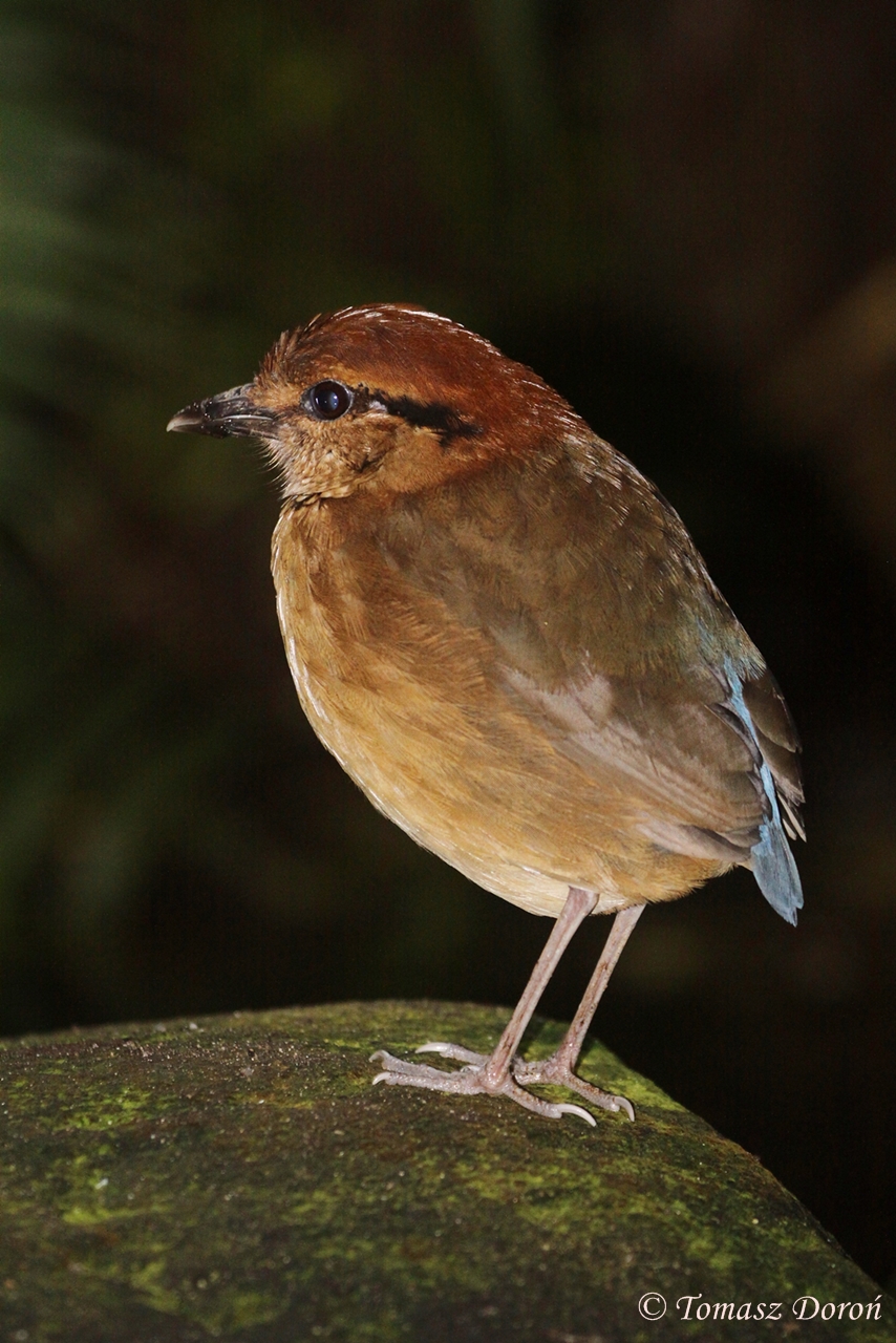 Giant Pitta (Pitta caerulea) female