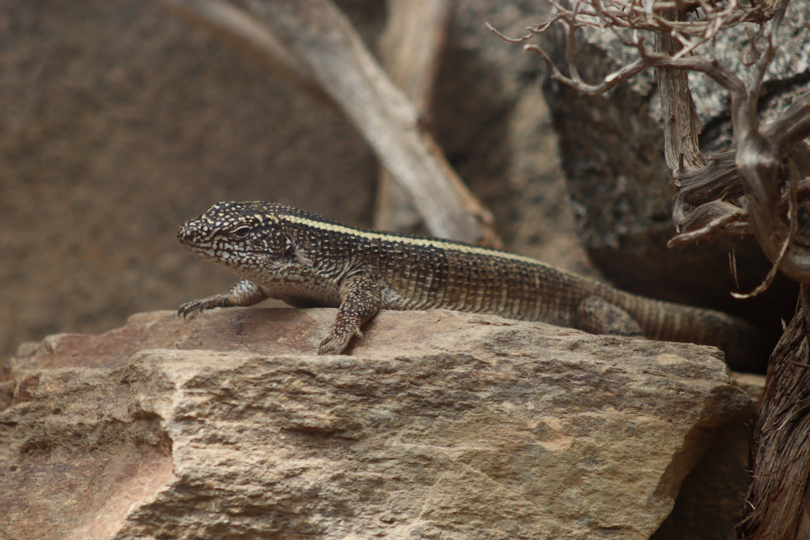 Giant Plated Lizard - 20 June 2024