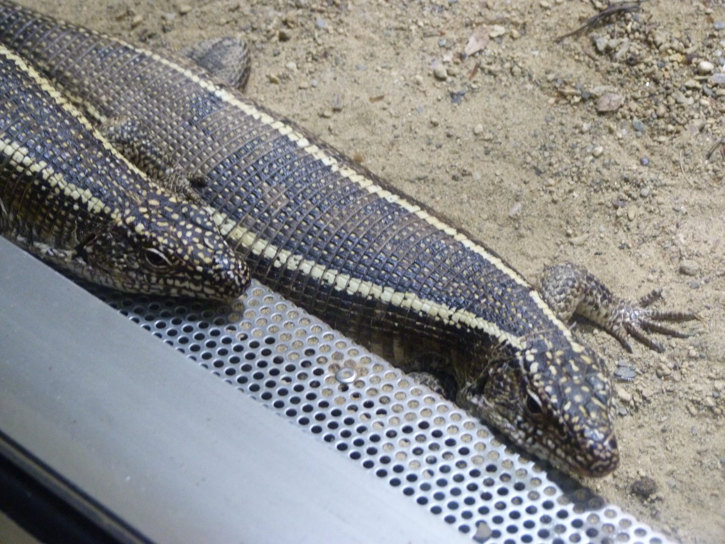 Giant plated lizard -Aquarium Berlin (2024)