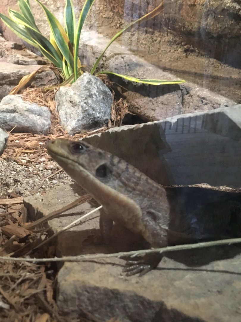Giant Plated Lizard | Brookfield Zoo