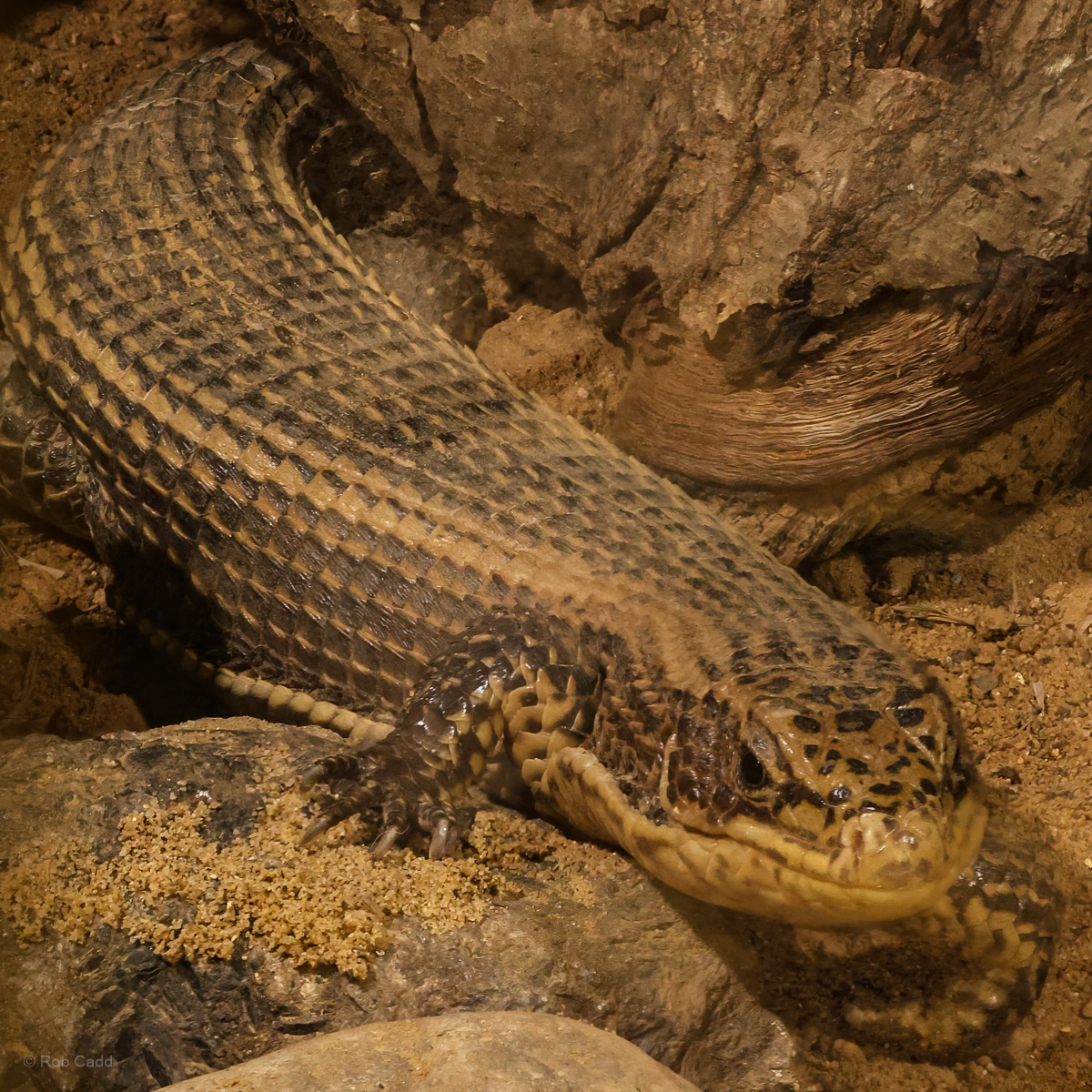Giant plated lizard : Colchester Zoo : 17 Jul 2025