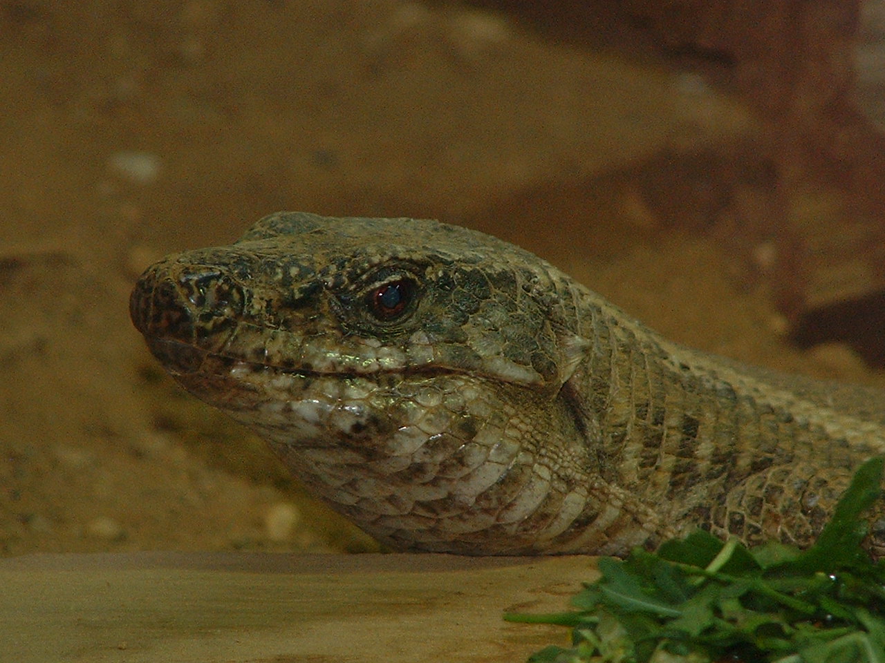 Giant Plated Lizard - Colchester Zoo 2006