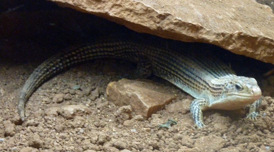 Giant plated lizard (Gerrhosaurus validus)