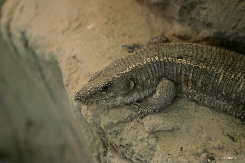 Giant plated lizard (Gerrhosaurus validus)