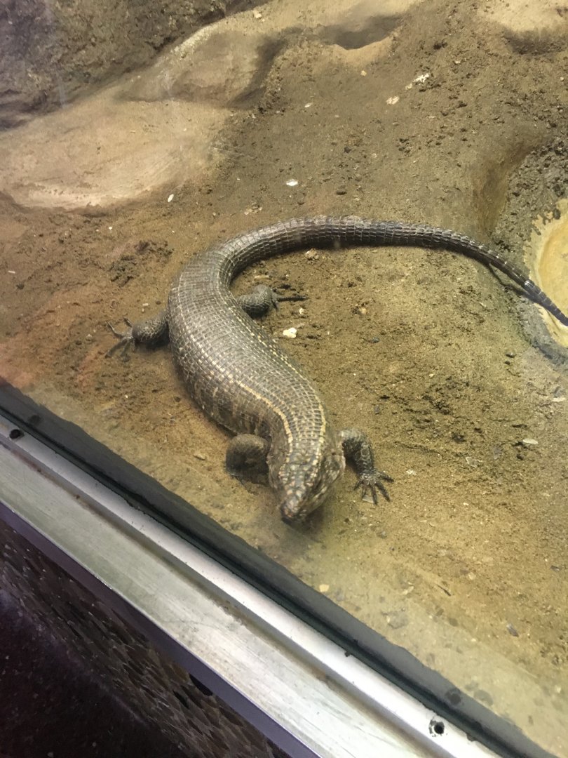 Giant Plated Lizard (is this right?)