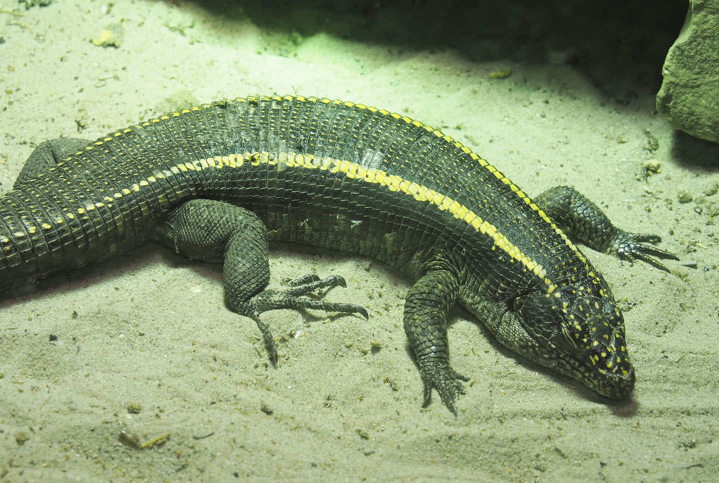 Giant plated lizard (Matobosaurus validus), 2020-06-20