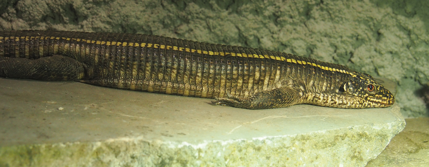 Giant plated lizard (Matobosaurus validus), 2020-06-20
