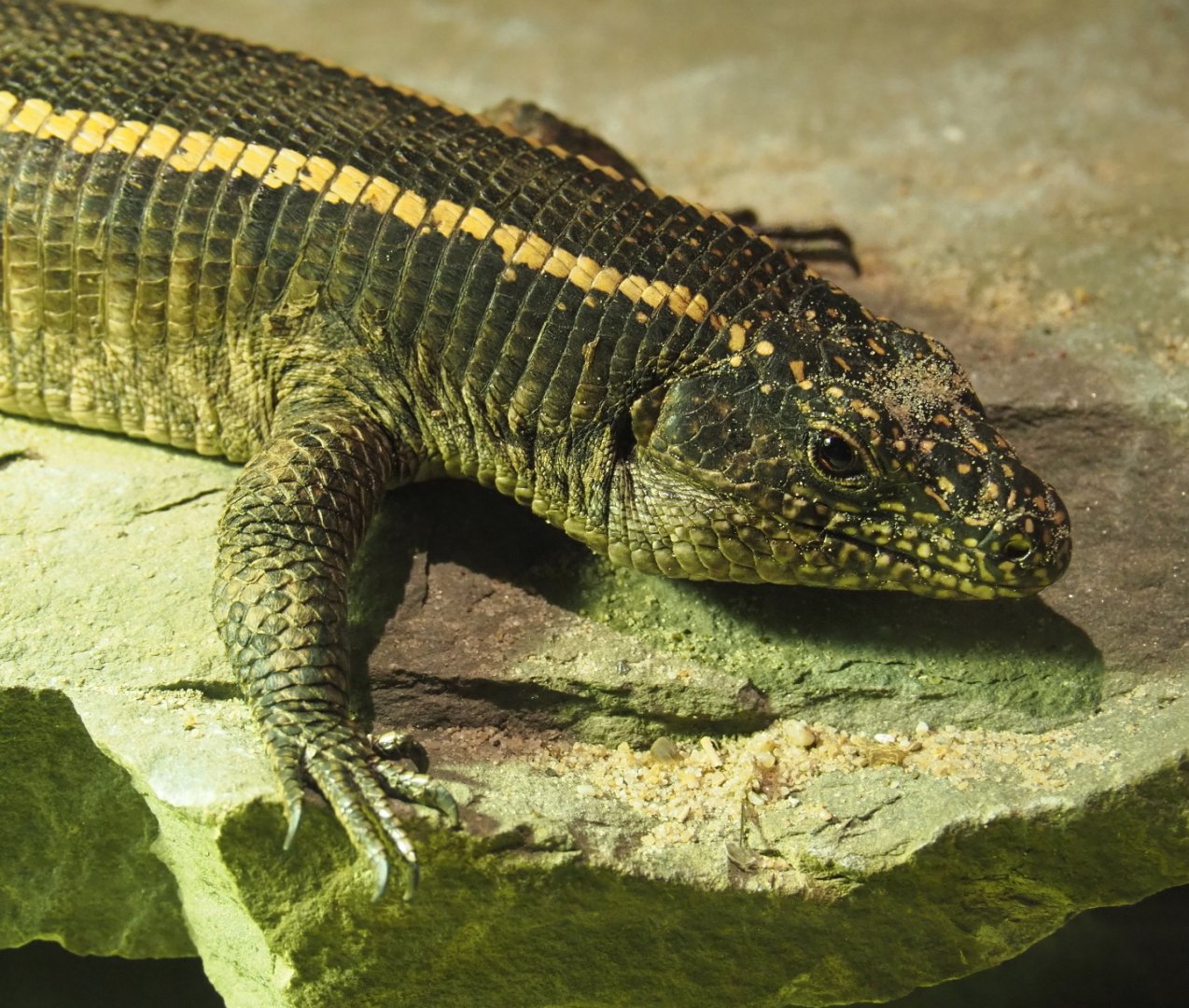 Giant plated lizard (Matobosaurus validus), 2021-06-15