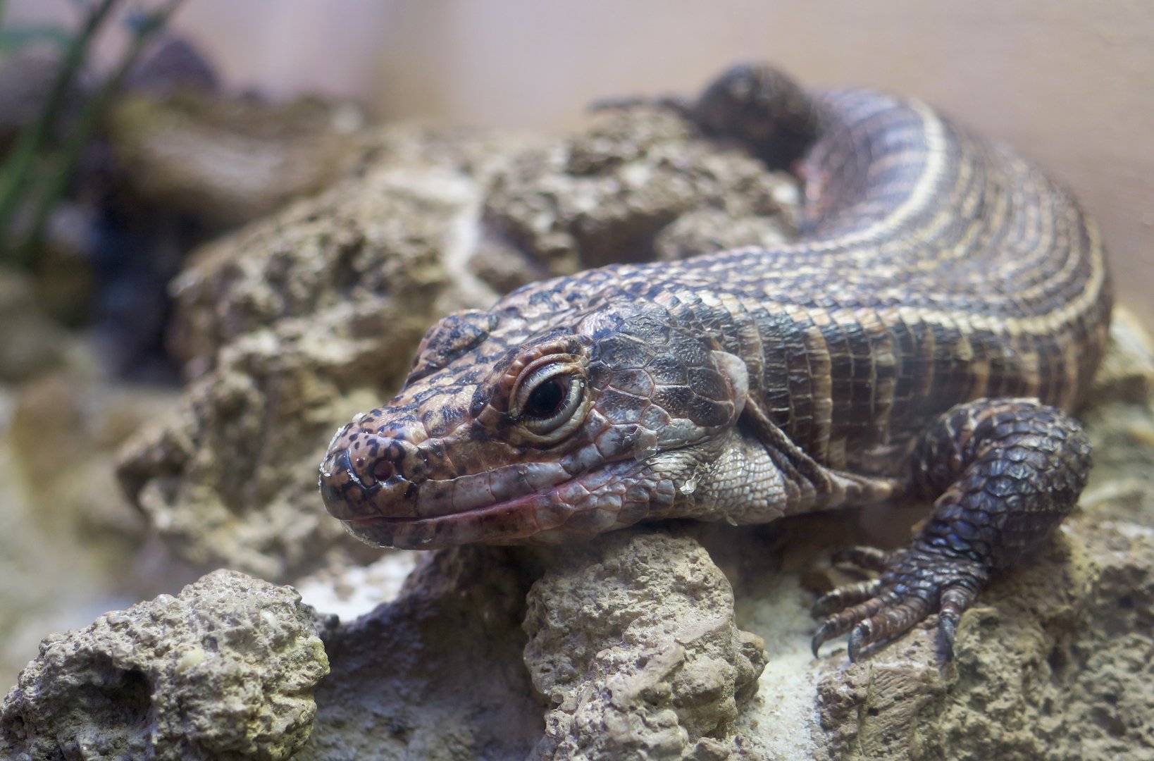 Giant Plated Lizard (Matobosaurus validus)