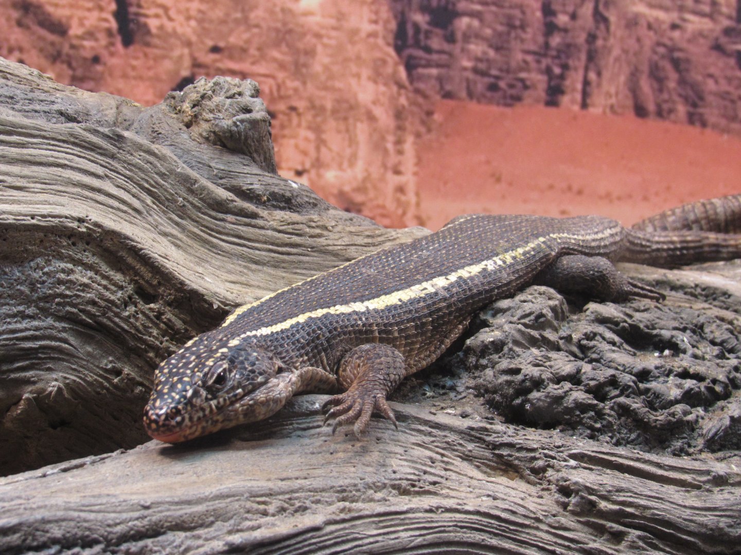 Giant Plated Lizard (Matobosaurus validus)