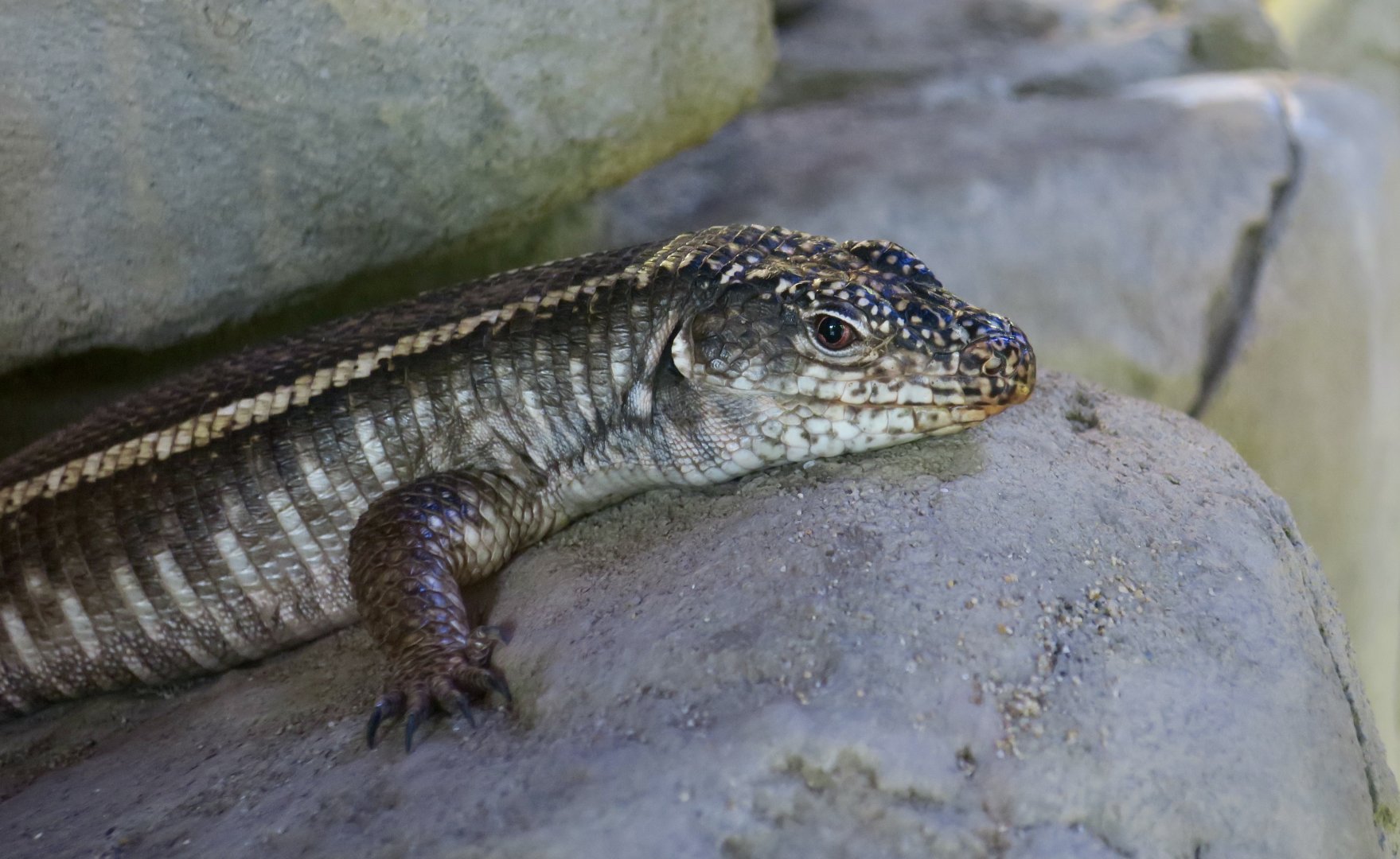 Giant Plated Lizard (Matobosaurus validus)