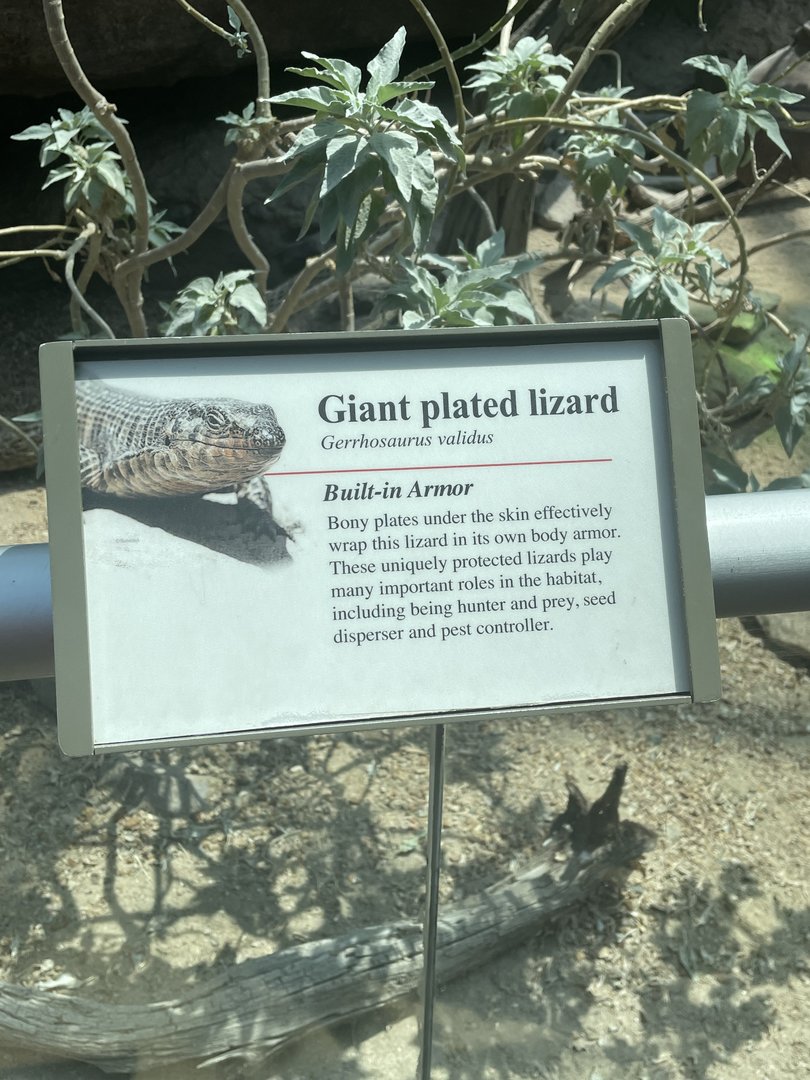 Giant Plated Lizard Signage