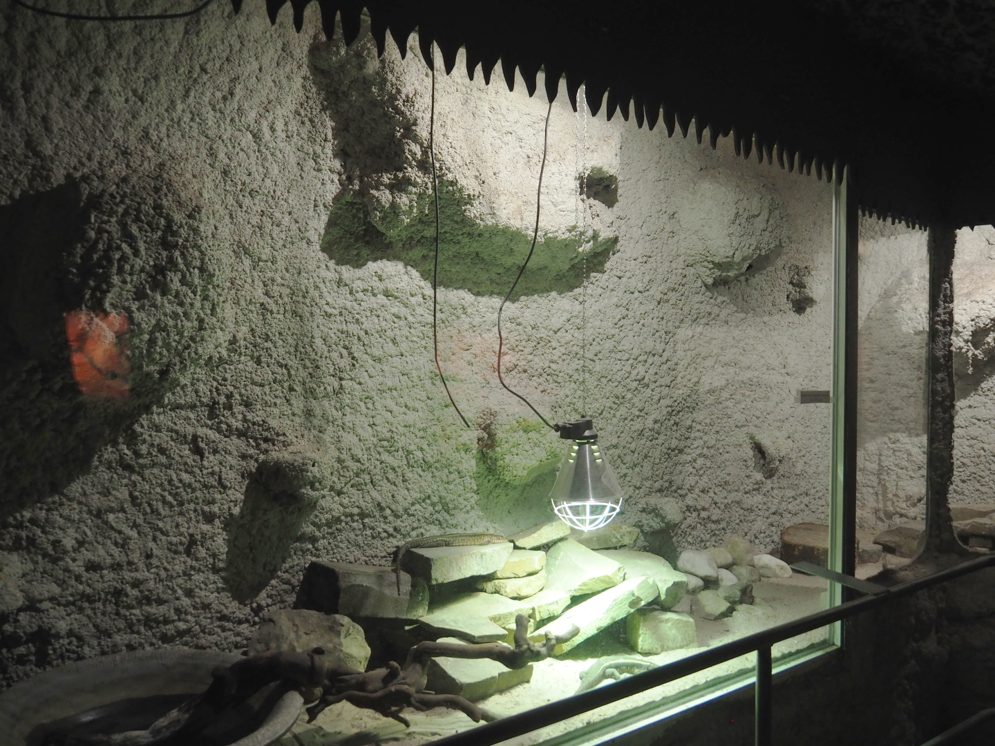 Giant plated lizard terrarium, 2020-06-20