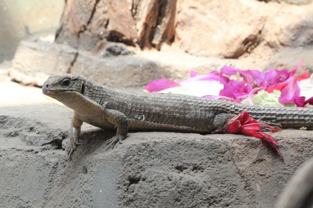 Giant Plated Lizard