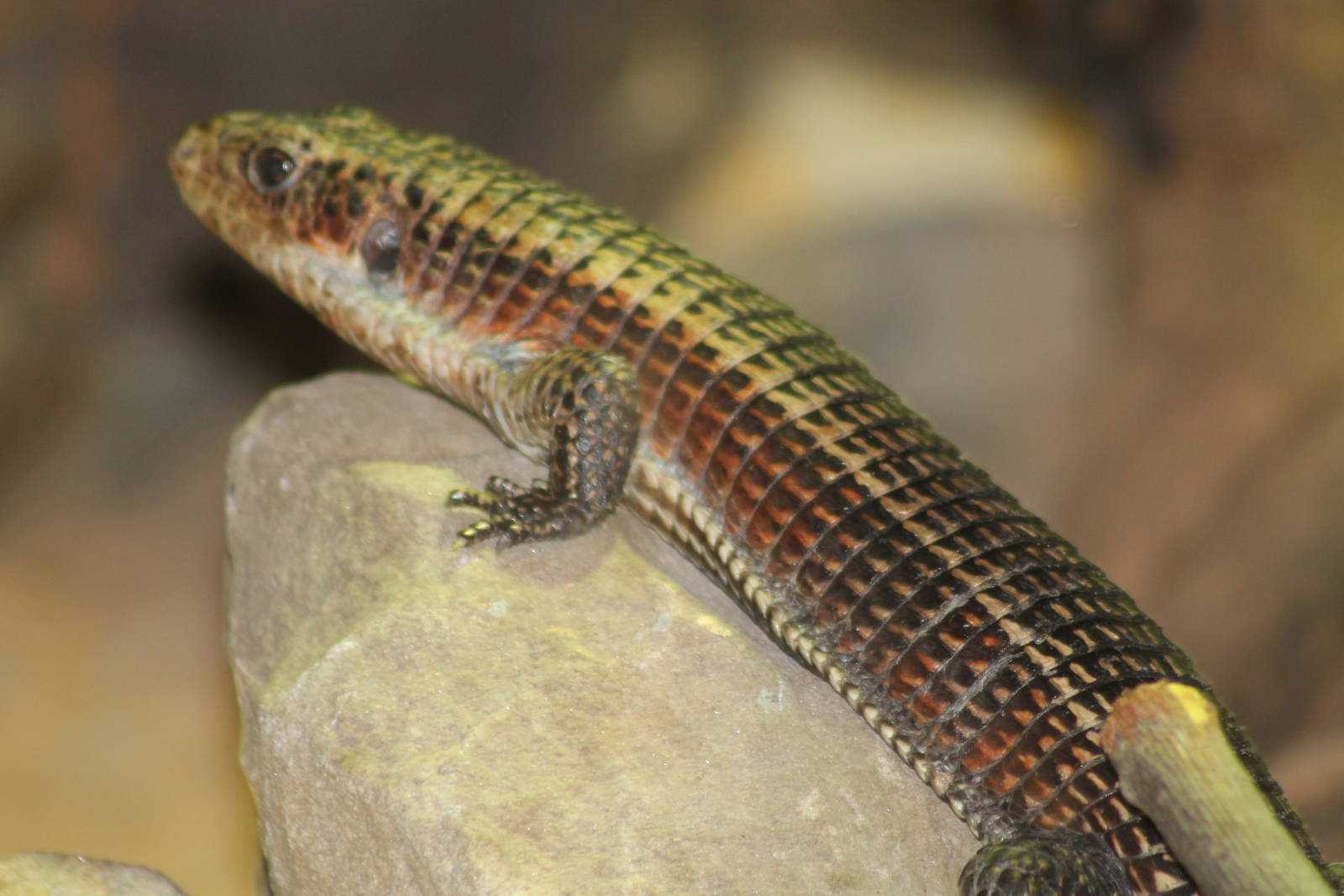 Giant Plated Lizard