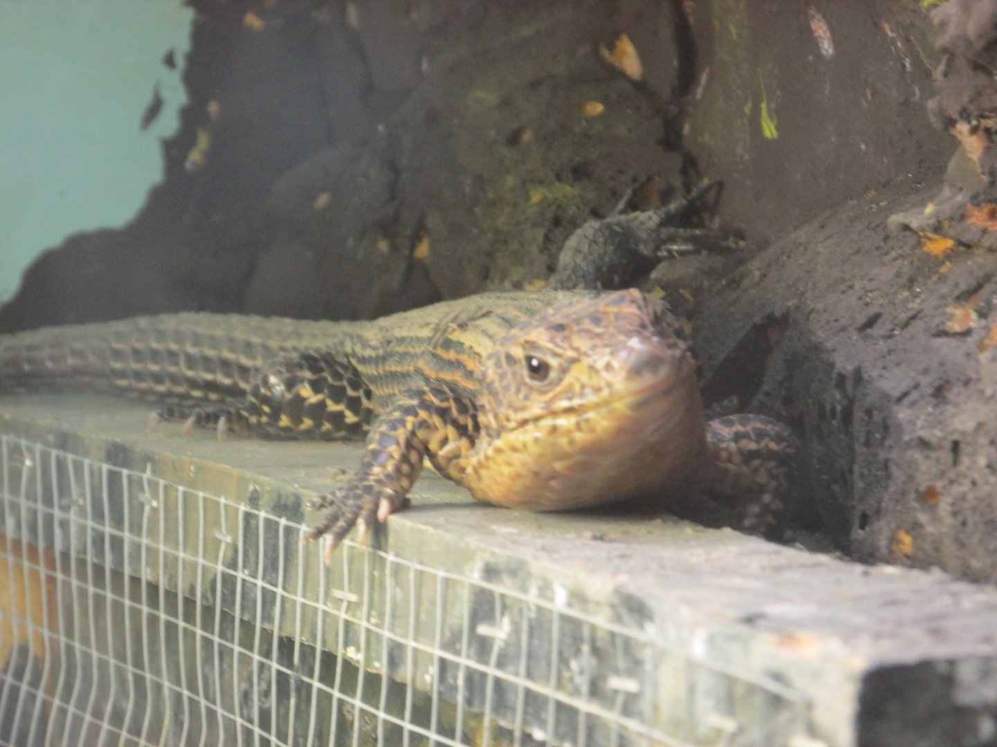 giant plated lizard