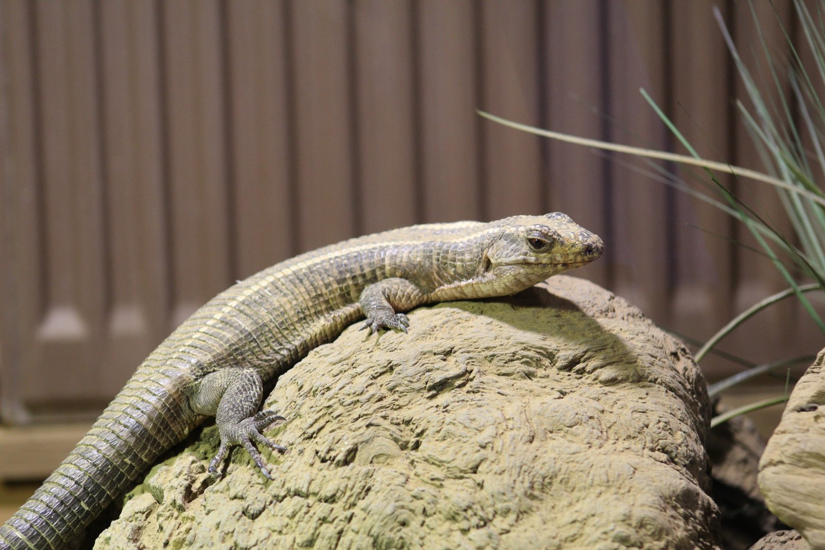 Giant Plated Lizard