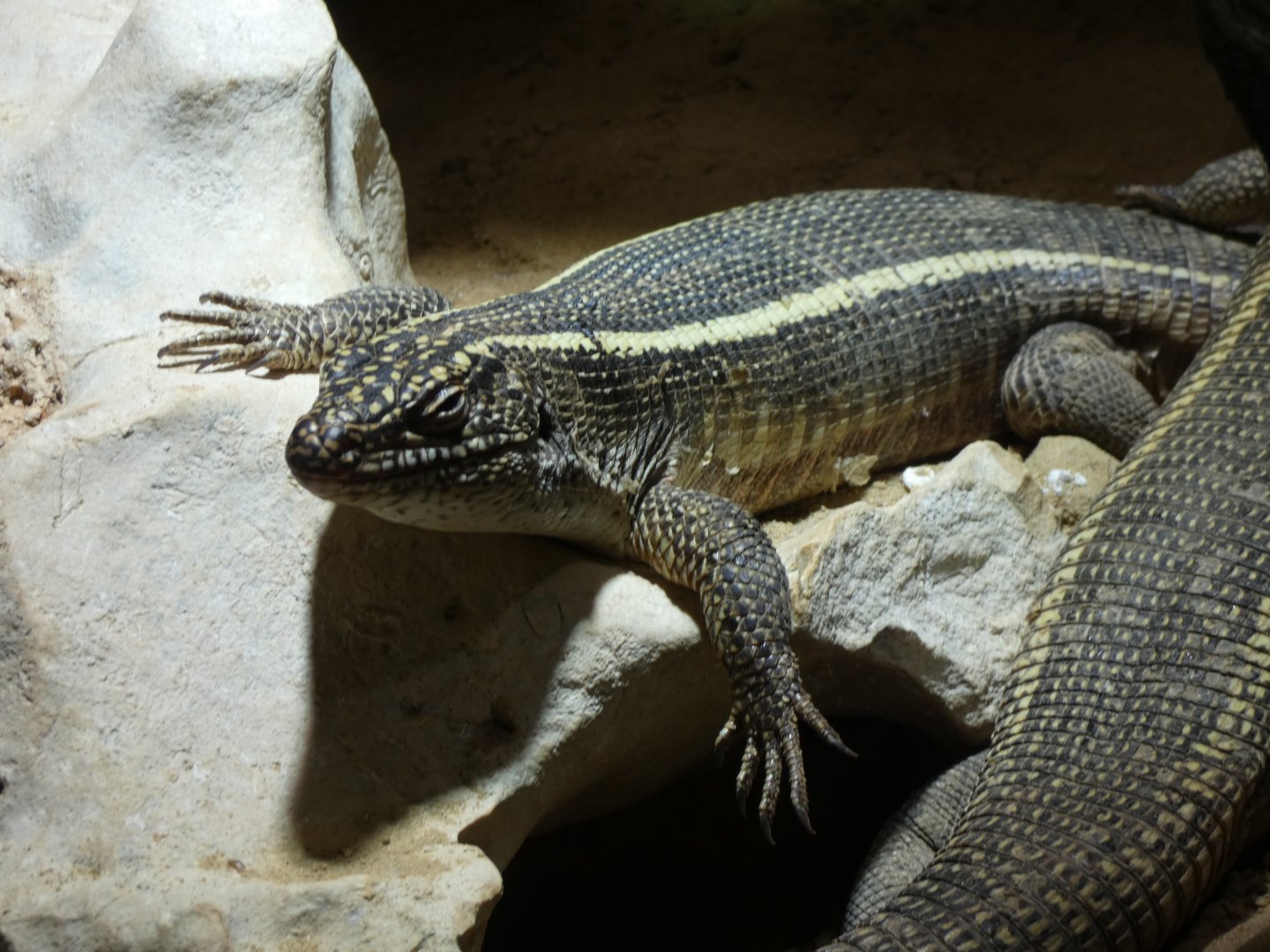 Giant Plated Lizard