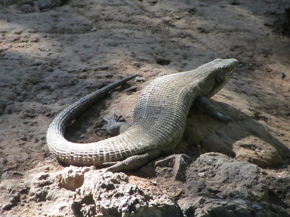 Giant Plated Lizard