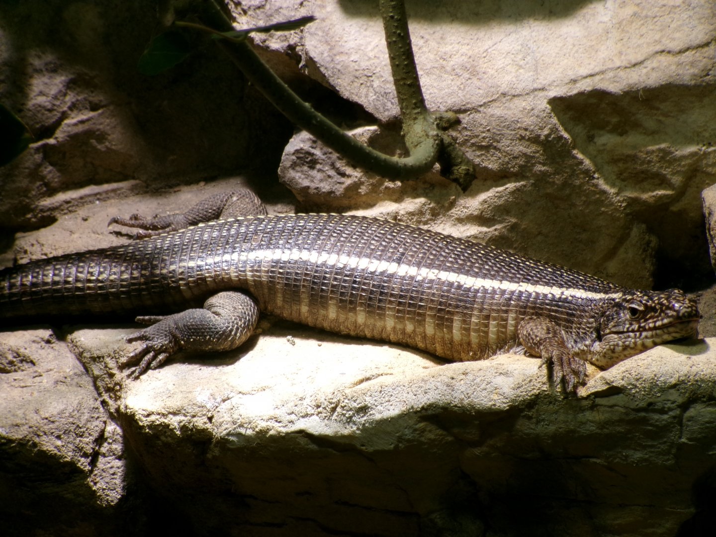Giant plated lizard