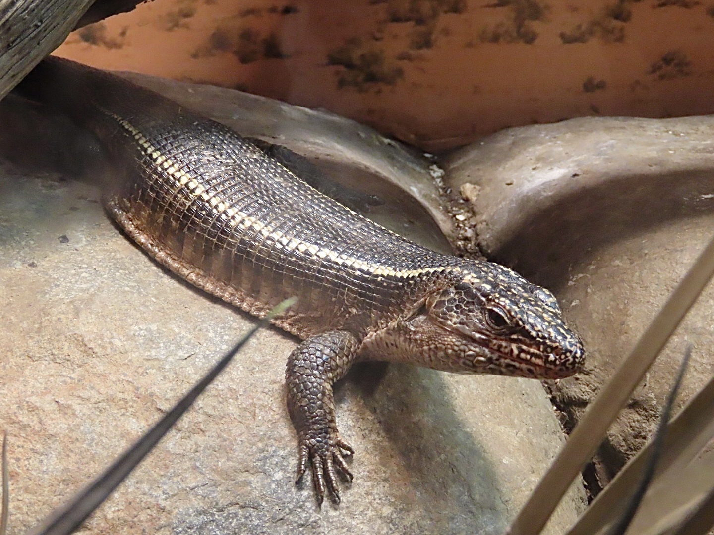 Giant Plated Lizard