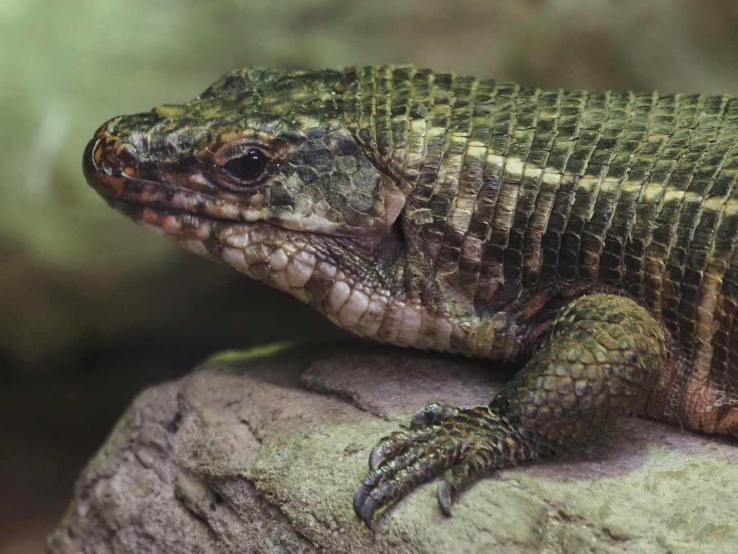 Giant Plated Lizard