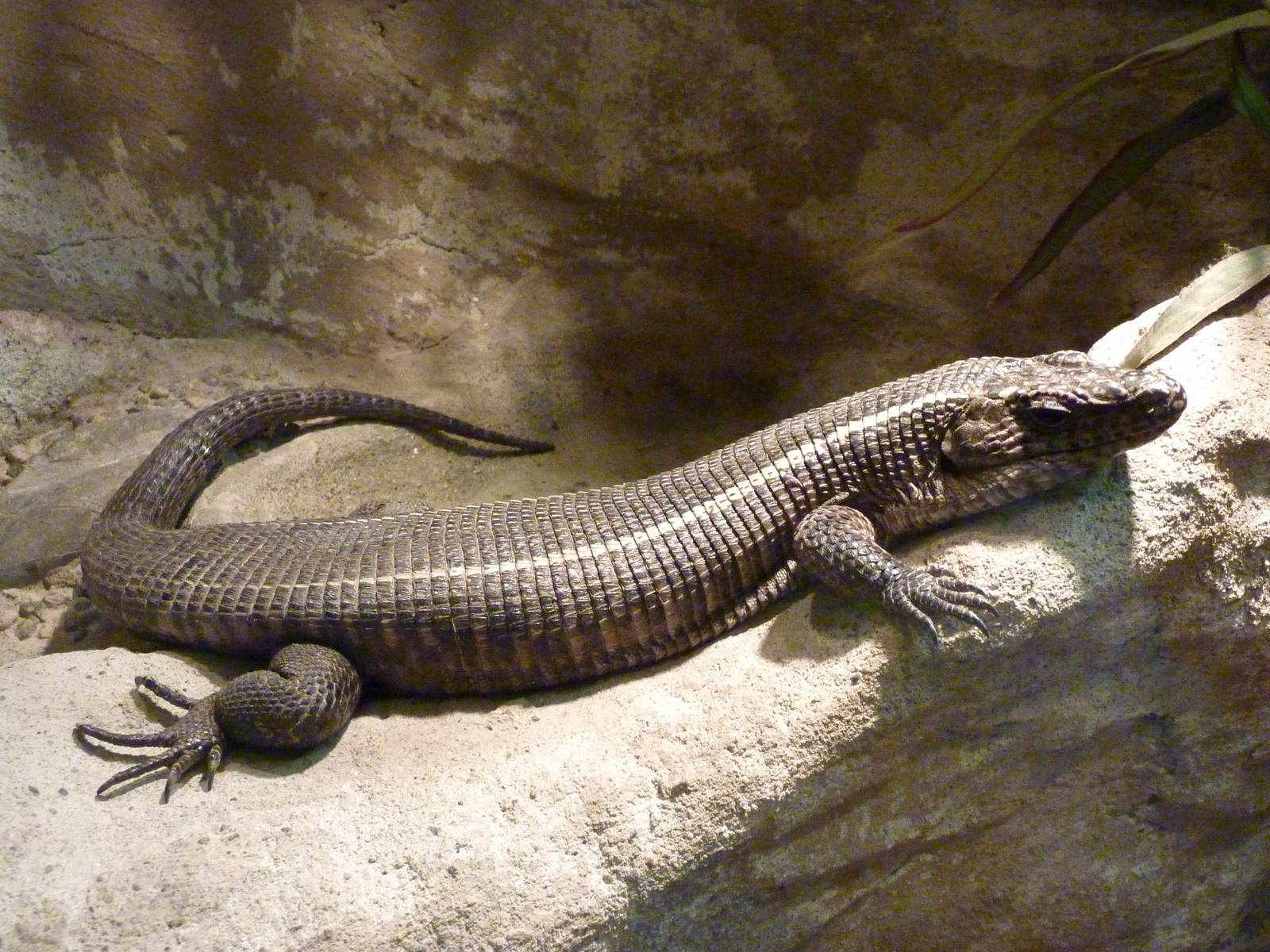 Giant Plated Lizard