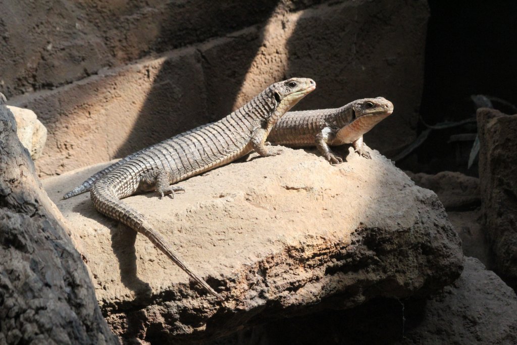 Giant Plated Lizards