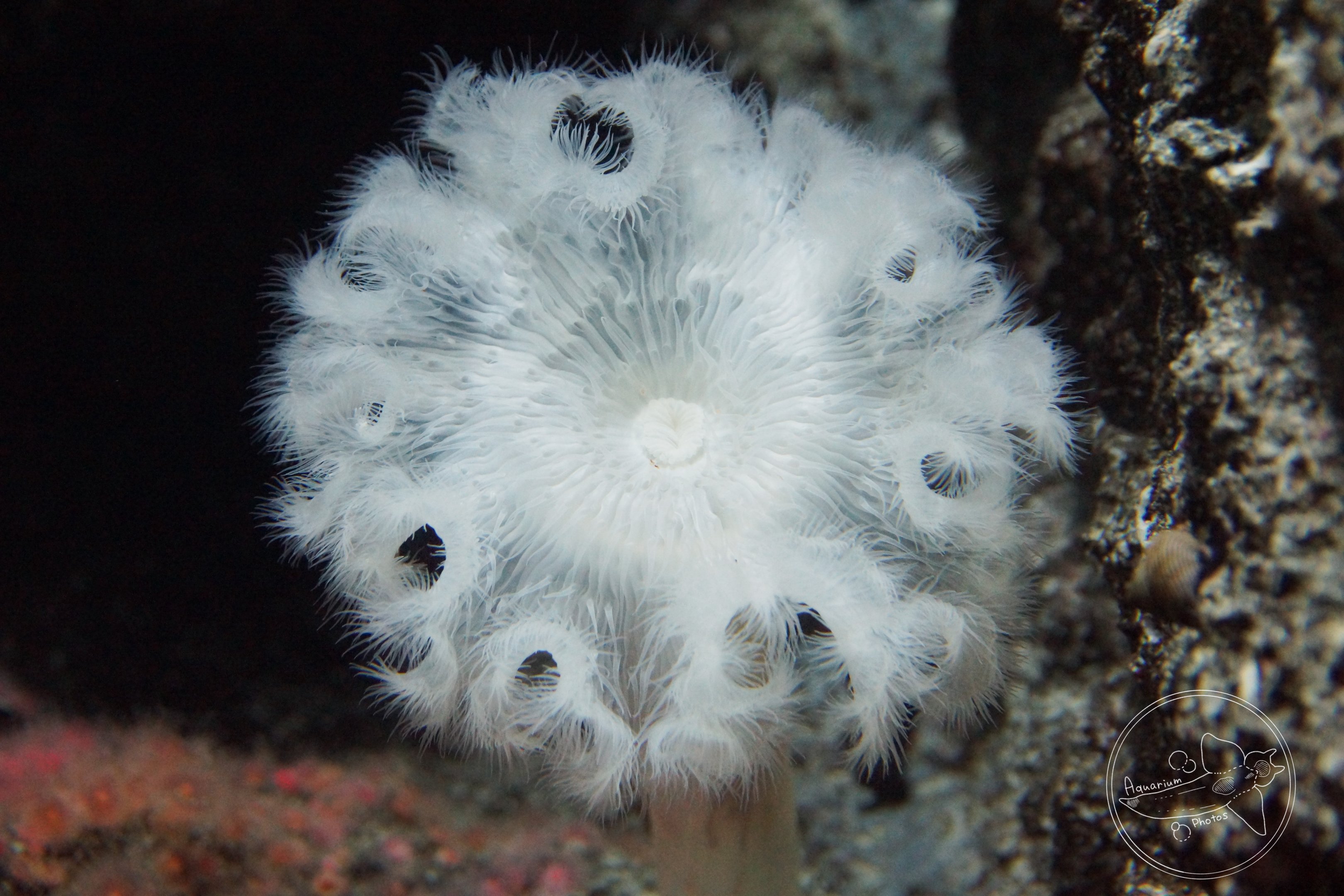 Giant Plumose Anemone (Metridium farcimen)