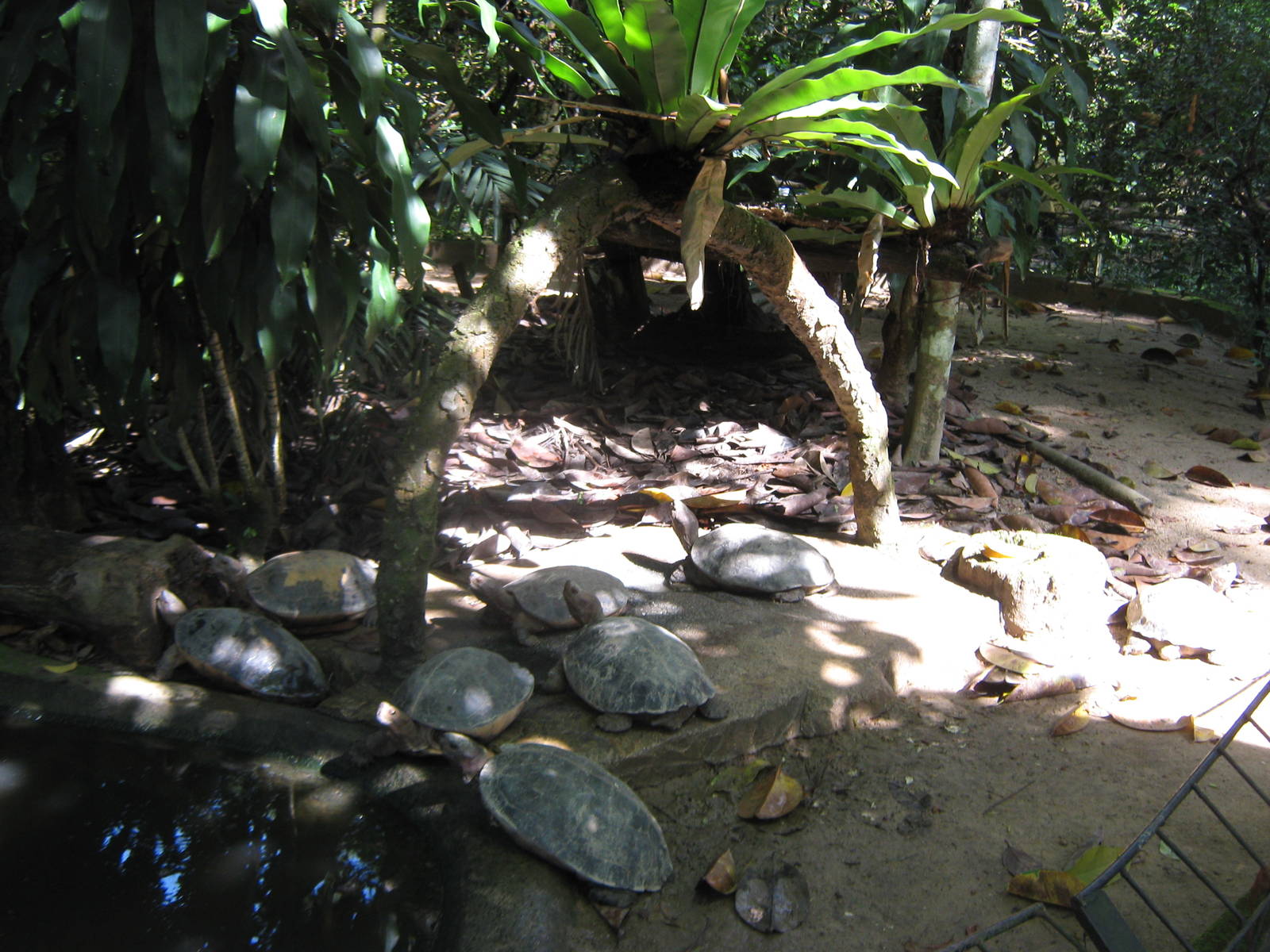 giant pond turtles (Heosemys grandis)