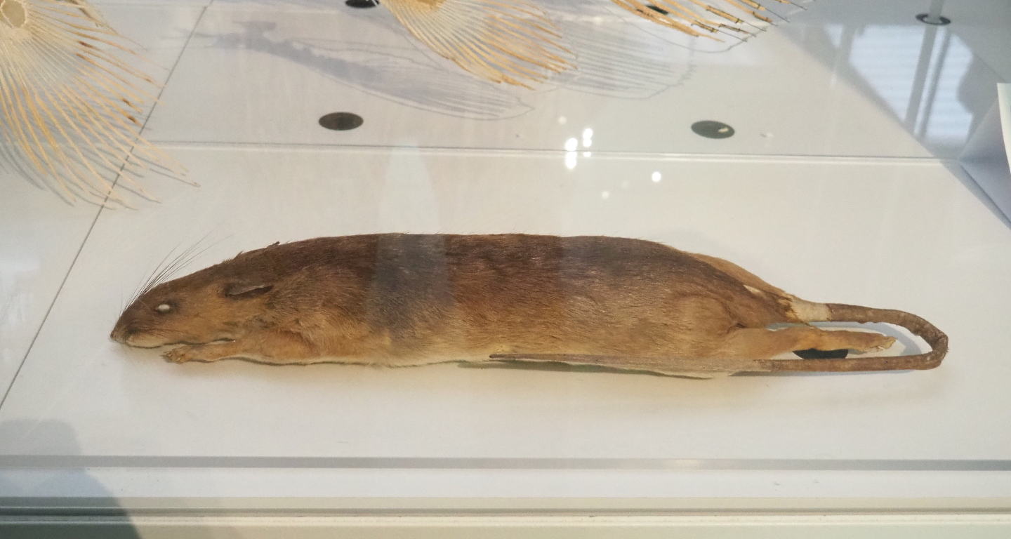 Giant pouched rat (Cricetomys species) specimens, 2021-10-20