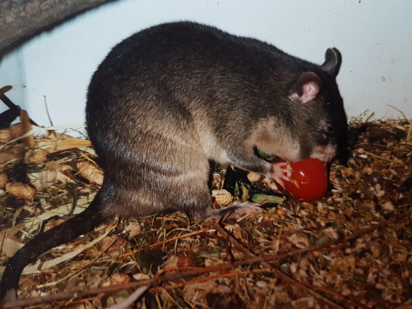 Giant Pouched Rat