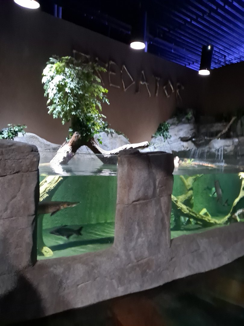 "Giant Predator Fish" Tank (4/19/25)