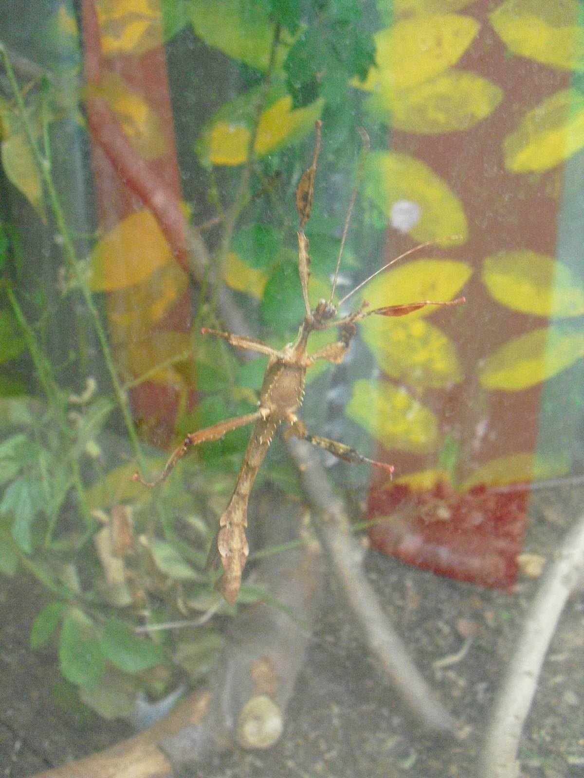 Giant Prickly - 12/10/2011